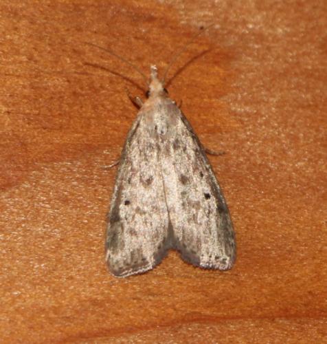 Réf. 316 846 : Aphomia sp.